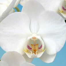 Phal. Amabilis