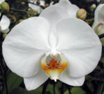 Phal. Sogo Yukidian "V3"