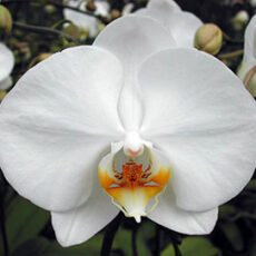 Phal. Sogo Yukidian "V3"