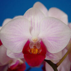 Dtps. Little Gem Stripe