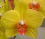 Dtps. Fuller's Sunset "2035"