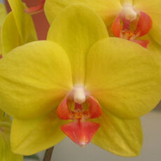 Dtps. Fuller's Sunset "2035"