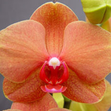 Dtps. Surf Song