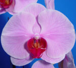 Dtps. OX Honey "1372"