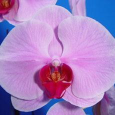 Dtps. OX Honey "1372"