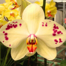 Dtps. Liue Lin King