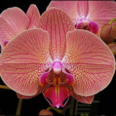Phal. Younghome Golden Leopard "165"