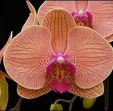 Phal. Younghome Golden Leopard "166"
