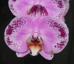 Dtps. Lianher Happy Dancer