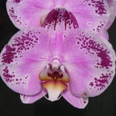 Dtps. Lianher Happy Dancer