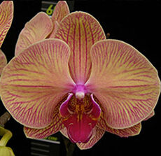 Phal. Younghome Golden Leopard "167"