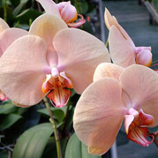 Dtps. Jiuhbao Venus