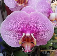 Phal. Lin's Genki