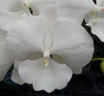 Phal. GC Reyoung Princess