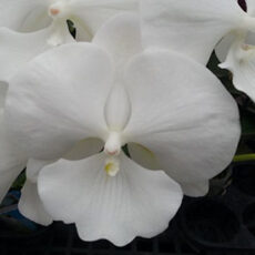 Phal. GC Reyoung Princess