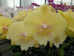 Phal. GC Reyoung Nancy