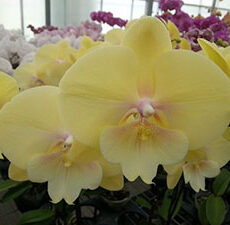 Phal. GC Reyoung Nancy