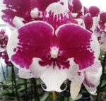 Phal. GC Reyoung Skirt