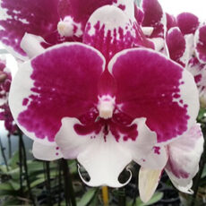 Phal. GC Reyoung Skirt