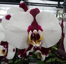 Phal. GC Reyoung Panda