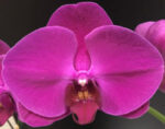 Phal. Shan Feng Jing Red Peach