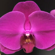 Phal. Shan Feng Jing Red Peach