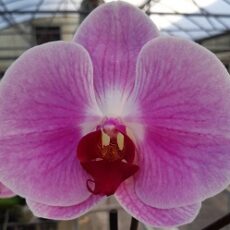 Dtps. Pingpong Honey X Dtps. Luchia Pink