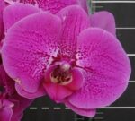 Phal. OX Prince "DSM 1470"