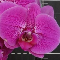 Phal. OX Prince "DSM 1470"