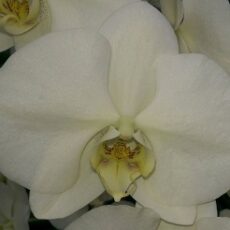 Phal. Yung Hsin Green