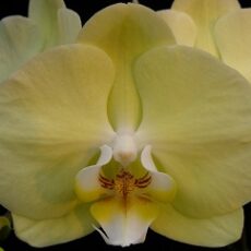 Phal. Younghome Golden