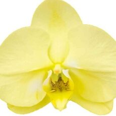 Phal. Morning Moon X Phal. Kinuno Taiyo