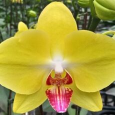 Phal. Lioulin Giant