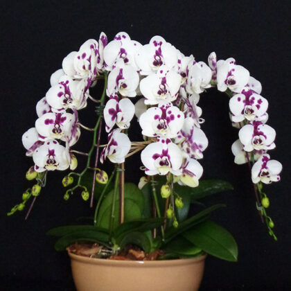 The Butter Ball / Tabletop