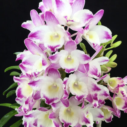 Nobledendrobium