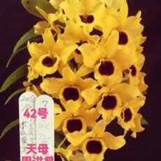 DEn. Huihai42