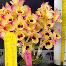 Den. Huihai63